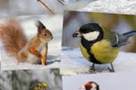 Птахи - наші пернаті друзі